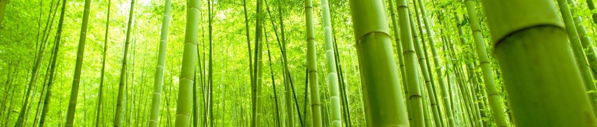 bamboo